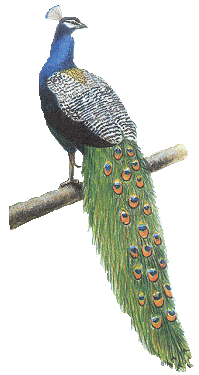 Peacock graphics