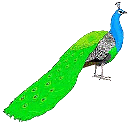 Peacock graphics
