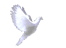 Pigeons graphics