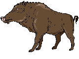 Pigs graphics