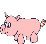 Pigs graphics