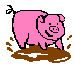 Pigs graphics