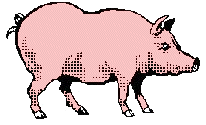 Pigs graphics