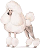 Poodle