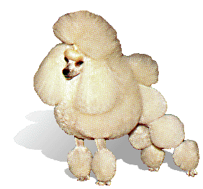 Poodle graphics