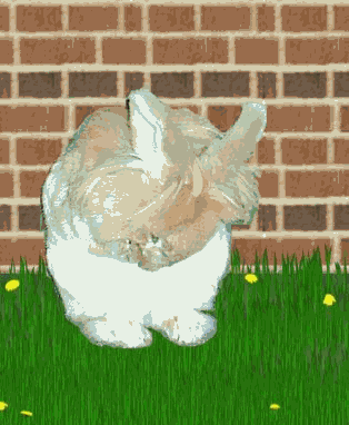 Rabbits graphics