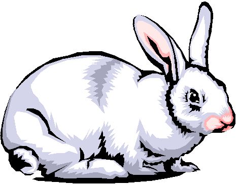 Rabbits graphics