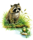 Raccoons graphics