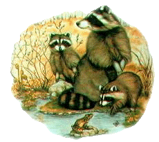 Raccoons