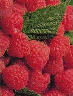 Raspberry graphics