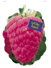 Raspberry