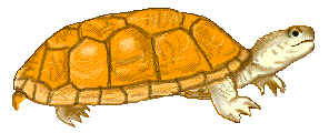 Reptiles graphics