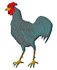 Rooster graphics