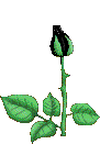 Roses graphics