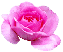 Roses graphics