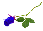 Roses graphics