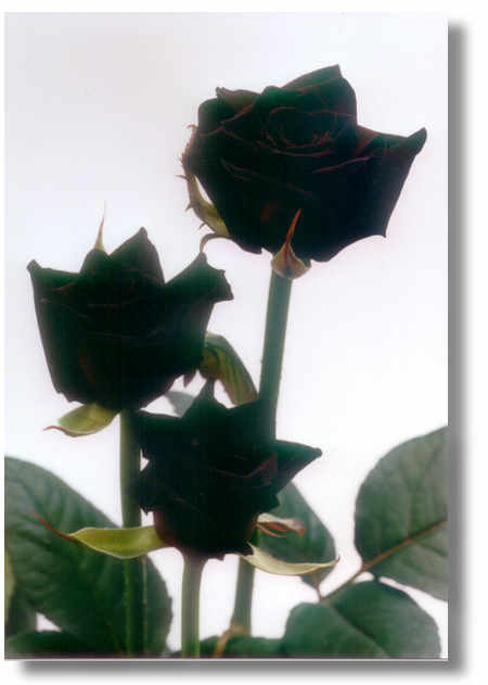 Roses graphics