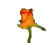 Roses graphics