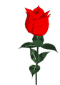 Roses graphics