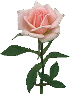Roses graphics