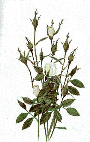 Roses graphics