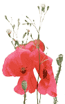 Roses graphics