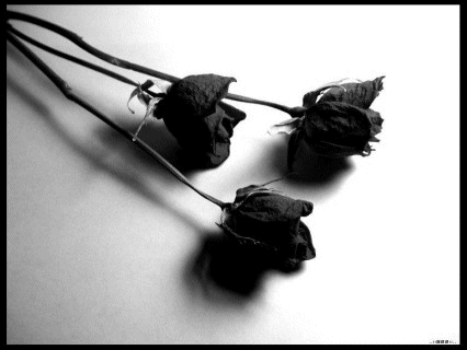 Roses graphics