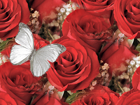 Roses graphics