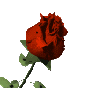 Roses graphics