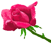 Roses graphics
