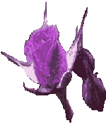 Roses graphics