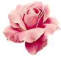 Roses graphics