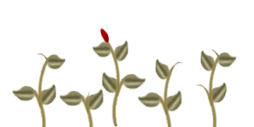Roses graphics