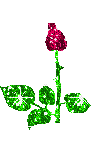 Roses graphics