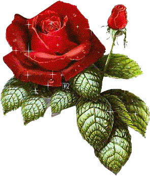 Roses graphics