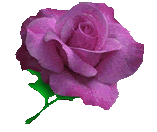 Roses graphics