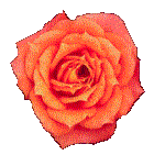 Roses graphics