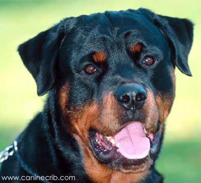 Rottweiler graphics