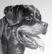 Rottweiler graphics