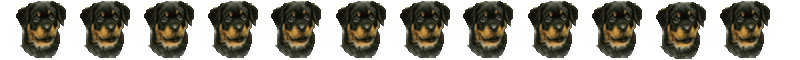 Rottweiler graphics