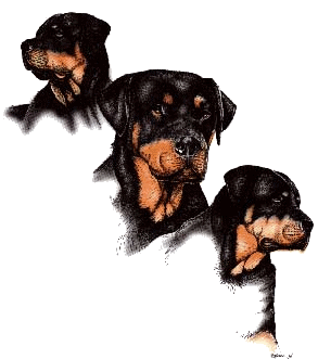 Rottweiler