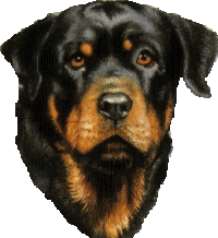 Rottweiler