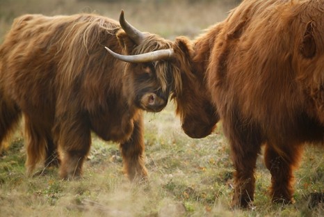 Scottish highlander