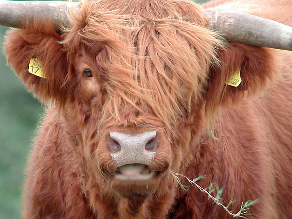 Scottish highlander