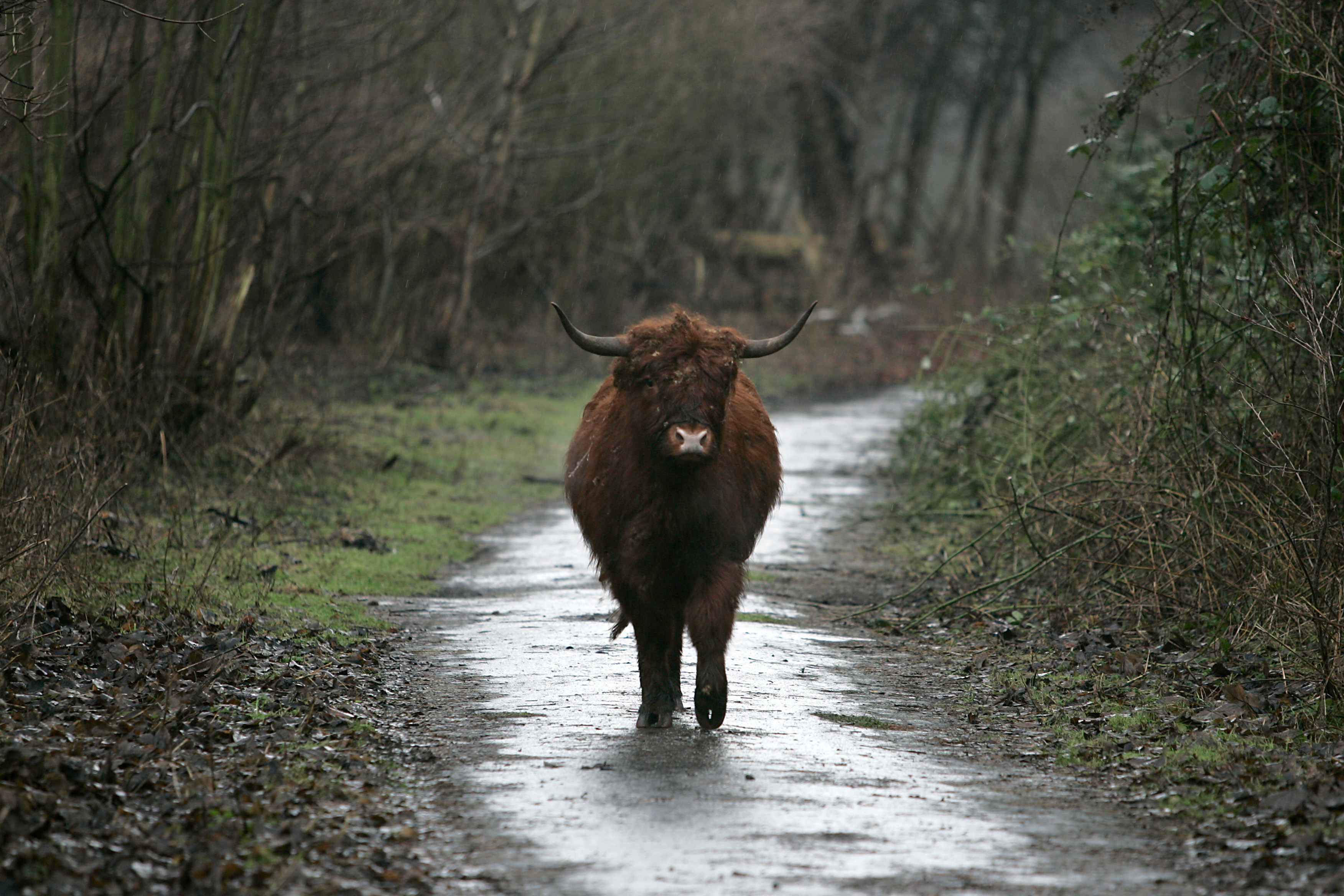 Scottish highlander graphics