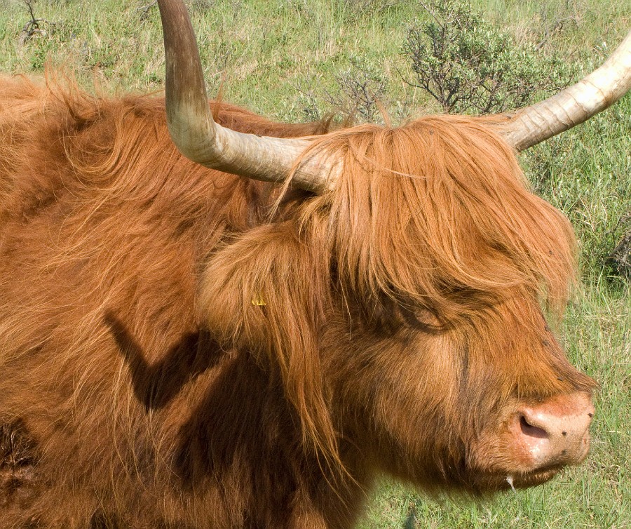 Scottish highlander