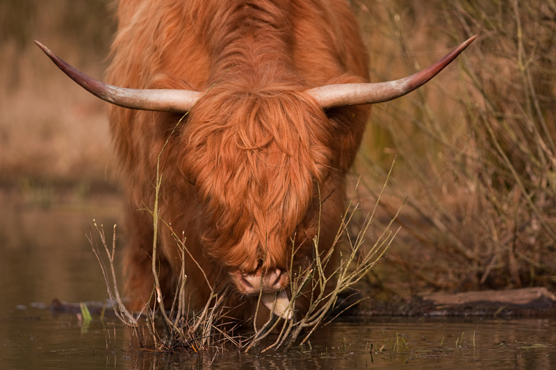 Scottish highlander