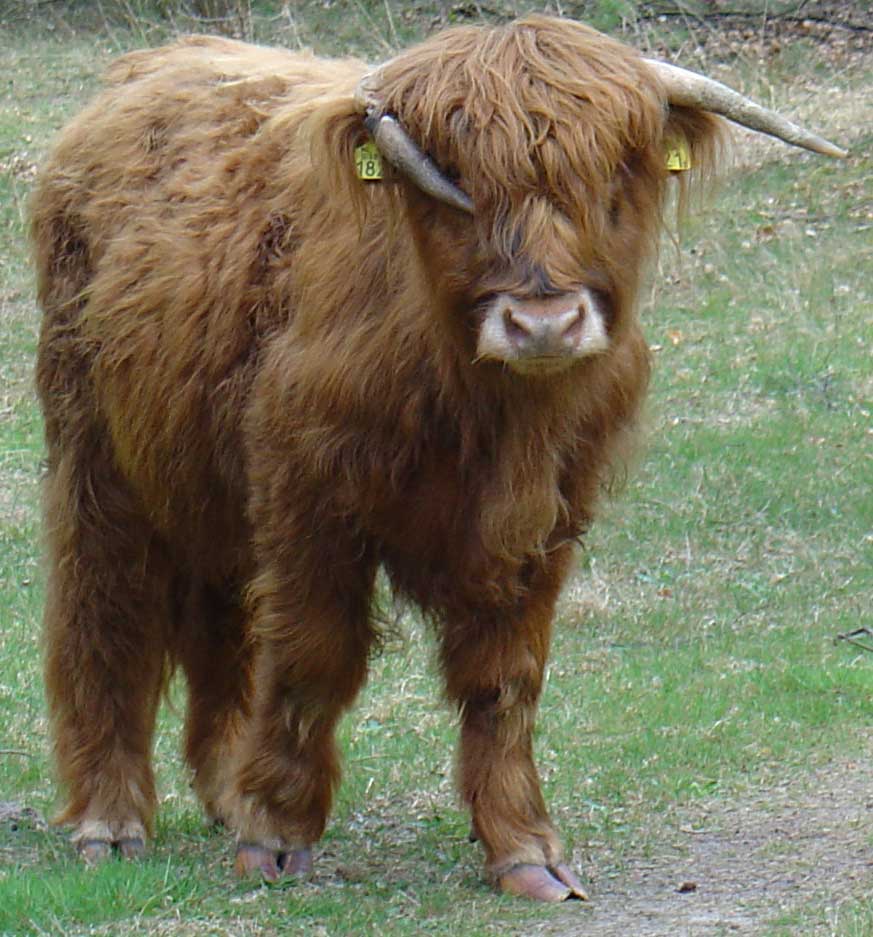 Scottish highlander