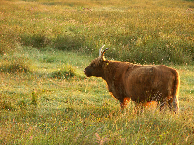 Scottish highlander graphics