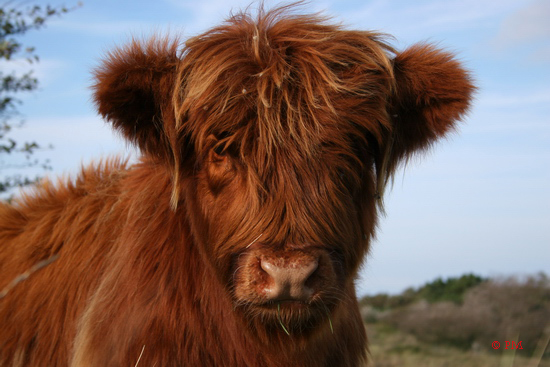 Scottish highlander